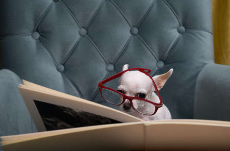 A chihuahua dog with glasses carefully reads a book while sitting in a comfortable chair. A white...