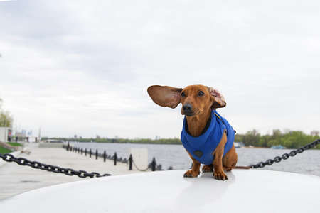 A dachshund dog sits in a blue jacket on the embankment of the river and its ears flutter in the...