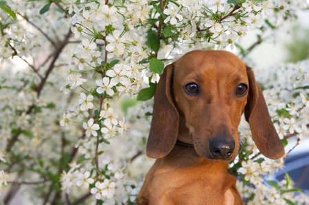 Red-haired dachshund dog among the branches of a blossoming white apple tree in the garden while walking. The dog poses romantically against the backdrop of a blooming garden.の写真素材