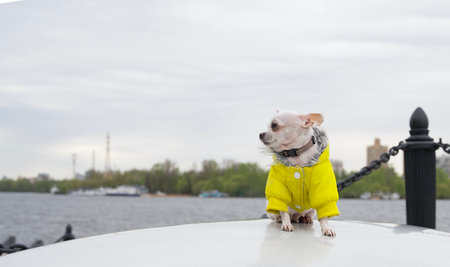 A chihuahua dog sits on a large stone in a yellow jacket on a river embankment in cool summer...