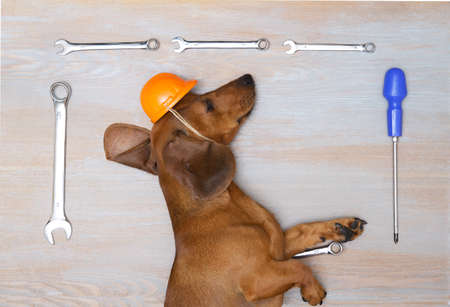 A Labor Day dachshund dog lies in a hard hat on a vintage wooden surface framed by a frame of wrenches and a screwdriver. Studio photography of a red dog.の写真素材