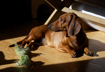 The red-haired dachshund dog lies relaxed on the floor in the apartment under the bright morning sun. Studio photography.の写真素材