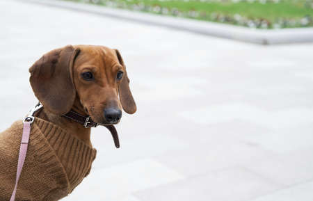 Red-haired dachshund dog in warm clothes sits while walking in the park with an attentive gaze. Shooting outdoors in cool weather.の写真素材