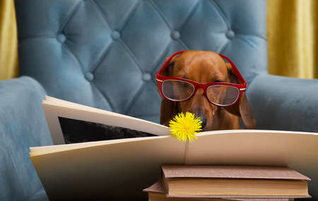 A dachshund dog with glasses is attentively reading a book on which a yellow dandelion lies. A...