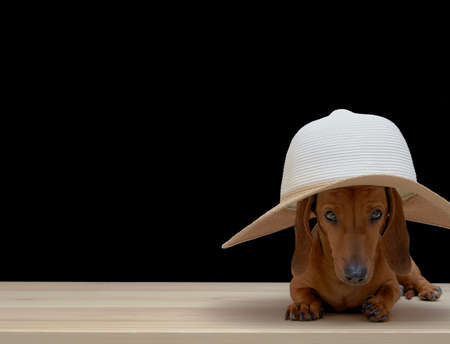 Red-haired dachshund dog lies in a summer designer hat with wide brim on a black background. Studio...