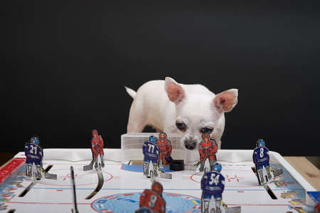Moscow, Russia. 22-06-2021. A chihuahua dog sits in front of a hockey board hockey game and looks down at the puck with his heads tilted. Studio photography about sports.の写真素材