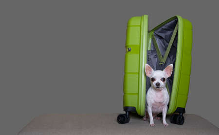 A small Chihuahua dog sits in an open suitcase of bright green color. White dog poses on a gray background in a photo studio as a traveler.の写真素材