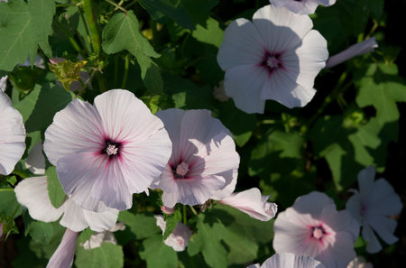 Petunia. Delicate pink flower color. flower bed in summer. spring beauty and freshness. gardening...