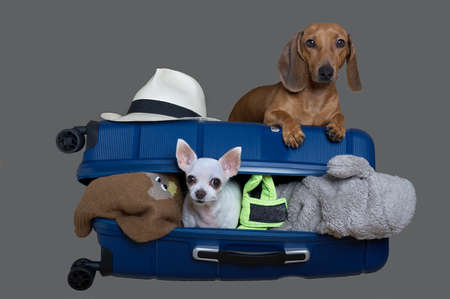 Two dogs - travelers and a large blue suitcase on a gray background in the studio. A small chihuahua...