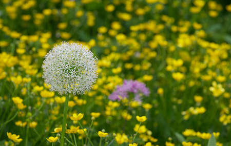 White round flower bud on a green meadow among yellow small flowers. Summer sunny weather.の写真素材