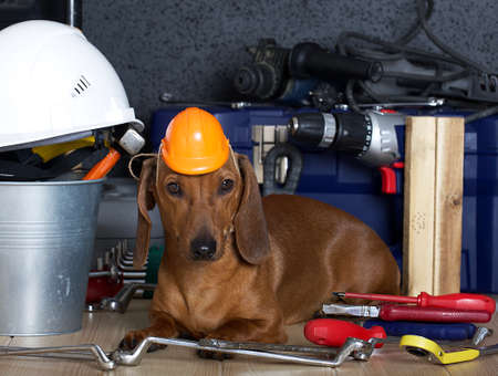 Labor Day celebrations and a red-haired dachshund dog lies among the construction tools, and a construction helmet is worn on the dogs head. Photographing in the studio.の写真素材
