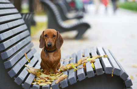 Red-haired dachshund sits alone on a wooden bench among yellow leaves in a park in autumn and is sad. Shooting in the park in cool weather.の写真素材