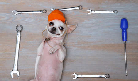 A chihuahua dog on Labor Day lies in a hard hat on a vintage wooden surface framed with wrenches and a screwdriver and looks into the camera. Studio photography of a white dog.の写真素材