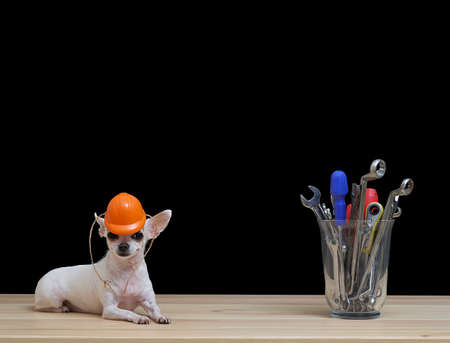 A small Chihuahua dog lies in an orange protective construction helmet next to a glass containing construction tools. Black background in the studio.の写真素材