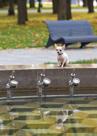 A small white chihuahua dog sits in an autumn park near an idle fountain and looks in front of him. Autumn cloudy weather.の写真素材
