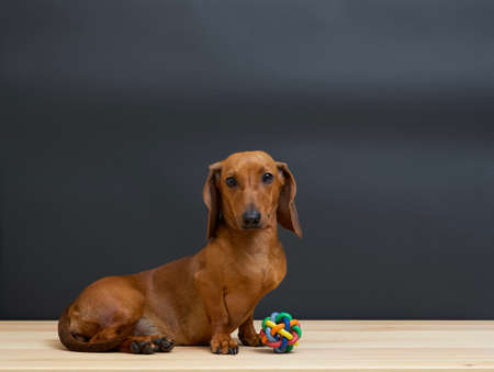 Red-haired dachshund dog lies posing on a black background with a rubber toy. Photo of a dog lying in the studio next to a wicker ball.の写真素材