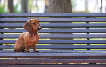 Red-haired dachshund dog sits alone on a wooden bench in the park in autumn and looks sadly to the side. Shooting in the park in cool weather.の写真素材