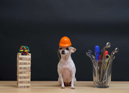 A small white chihuahua dog sits proudly in an orange protective construction helmet between a vase of construction tools and a tower made of wooden bricks. Black background in the studio.の写真素材