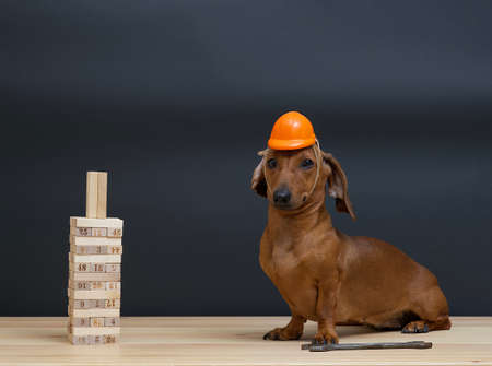 A long dachshund dog sits in an orange protective construction helmet on a black background next to a pyramid of wooden bricks. Studio photo of a ginger construction dog.の写真素材
