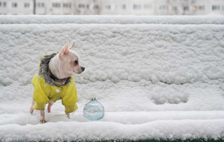 A chihuahua dog walks in white snow in a yellow warm jacket in frosty weather. Next to the dog is a Christmas glass ball.の写真素材