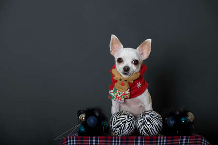 A small chihuahua dog in Christmas clothes sitting in a photo studio on a black background with a smile looks at the camera. There are Christmas toys in front of the dog.の写真素材