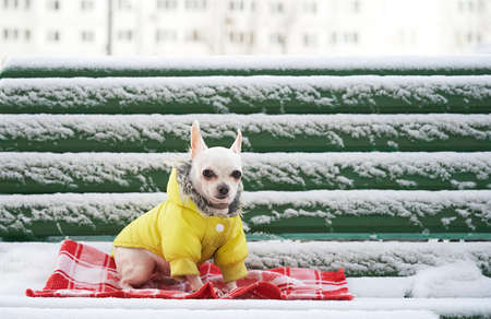 A small chihuahua dog walking in the white snow in a yellow warm jacket in frosty weather sits on a red Christmas blanket. Winter day.の写真素材