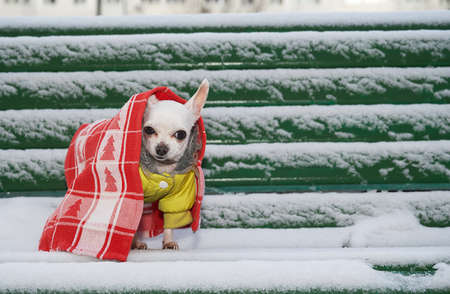 A small chihuahua dog walks in the snow in a yellow warm jacket in frosty weather, throwing a red Christmas blanket over his head and looking at the camera. Cloudy winter day.の写真素材
