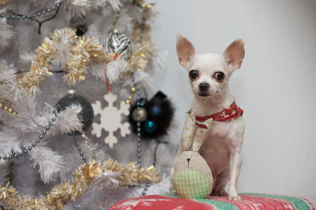 Little chihuahua dog poses by the Christmas tree. Studio photo.の写真素材