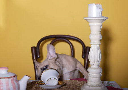 Dog bulldog greedily drinks coffee or tea overturning a porcelain cup in the kitchen at the table.. Studio photography of a French bulldog on a yellow background.の写真素材