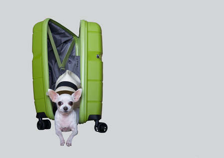 A small Chihuahua dog looks out carefully from an open suitcase of bright green color. White dog poses on a white background and prepares for the trip.の写真素材
