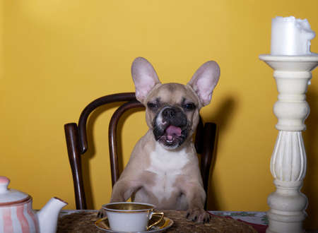 Dog Bulldog is drinking tea. A young French bulldog drinks tea from a beautiful antique cup early in the morning in the kitchen, sitting on a chair.の写真素材