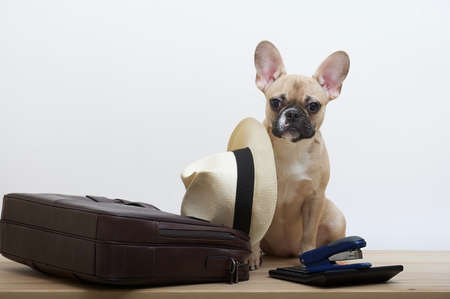 A bulldog dog sits next to a leather briefcase and a calculator, and a stylish hat lies next to it. Photograph of a French Bulldog as an office worker.の写真素材