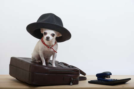 Chihuahua dog sits on a leather briefcase in a stylish hat next to a calculator and a stapler. Photo of a small white dog as an office worker.の写真素材