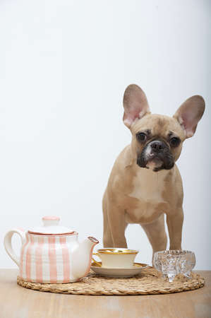 Dog bulldog drinks tea from a cup standing with a formidable look on a wooden table and looking attentively into the camera. There is a pot-bellied teapot and a cup in front of the dog.の写真素材