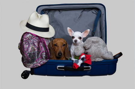 Two dogs, a Chihuahua and a red-haired dachshund, pose in an open blue suitcase full of things. Dogs prepared for the trip in the company - photo on a white background.の写真素材