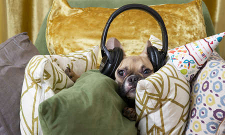 French bulldog dog in headphones listens to music while relaxing among the pillows and carefully looking into the camera. studio photo.の写真素材
