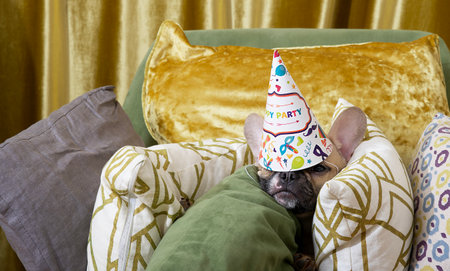 Dog bulldog tired after celebrating a birthday fell asleep in an armchair among pillows with a cap on his head. Fun ending to the party.の写真素材