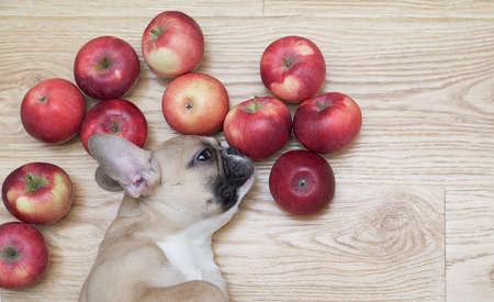 The bulldog dog lies among the apples on the wooden floor and sniffs the fruits. French bulldog among ripe red apples of the new crop.の写真素材