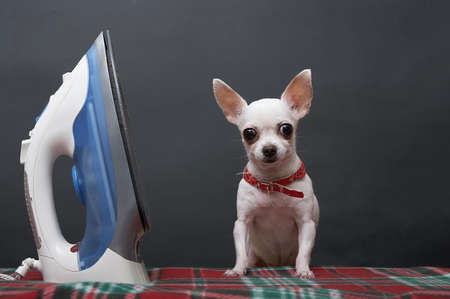A chihuahua dog with his head tilted sits next to a blue electric iron on a black background in the studio. The dog poses while doing housework - ironing clothes.の写真素材