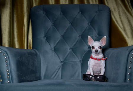 Chihuahua dog is resting in the living room sitting in a cozy armchair and sunglasses are nearby. Studio photo of a small white dog.の写真素材