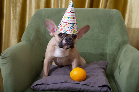 Bulldog dog is celebrating a birthday and is sitting on an armchair wearing a birthday hat next to a yellow orange. Festive birthday photo of a dog.の写真素材