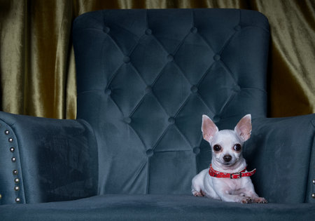 Chihuahua dog is resting in the living room lying in a large comfortable chair. Studio photo of a small white dog looking at the camera.の写真素材