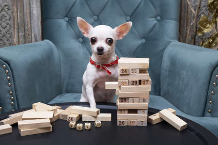 Chihuahua dog plays block sitting in a comfortable chair at a round metal table on which a pyramid of wooden blocks is built. The dog poses attentively while looking into the camera.の写真素材