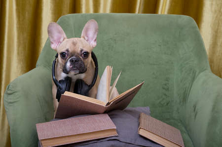 A bulldog dog is reading a book and headphones are hanging around his neck to listen to music in a cozy green armchair. The French Bulldog is relaxing while reading literature while enjoying the musicの写真素材