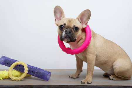 A bulldog dog among multi-colored toys of different bright colors sits with a large ring around his neck on a white background. The dog carefully looks into the camera during a photo shoot in the studio.の写真素材