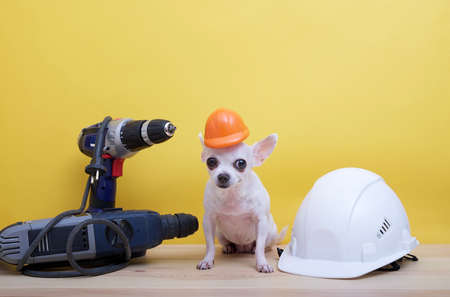 A small dog sits among electric construction tools next to a large white construction hard hat on a yellow background on Labor Day. White chihuahua posing in a small construction helmet.の写真素材