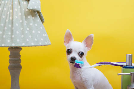 Chihuahua dog brushes his teeth while sitting near an electric lamp on a yellow background. The dog looks attentively at the camera and smiles.の写真素材