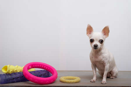 Chihuahua dog next to colorful plastic and rubber toys in different bright colors. The dog carefully looks into the camera during a photo shoot in the studio on a white background.の写真素材