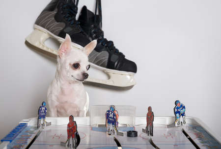 A chihuahua dog is attentively watching the puck while sitting at a board game of hockey and behind the dog there are large hockey skates on a white background in the room. A small dog poses while sitting in a photo booth.の写真素材