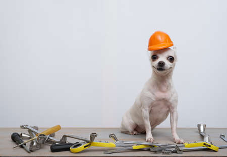 Chihuahua dog in a red protective construction helmet sits in a row of wrenches on a white background, celebrating Labor Day. The dog positively looks at the camera while posing in a photo studio.の写真素材